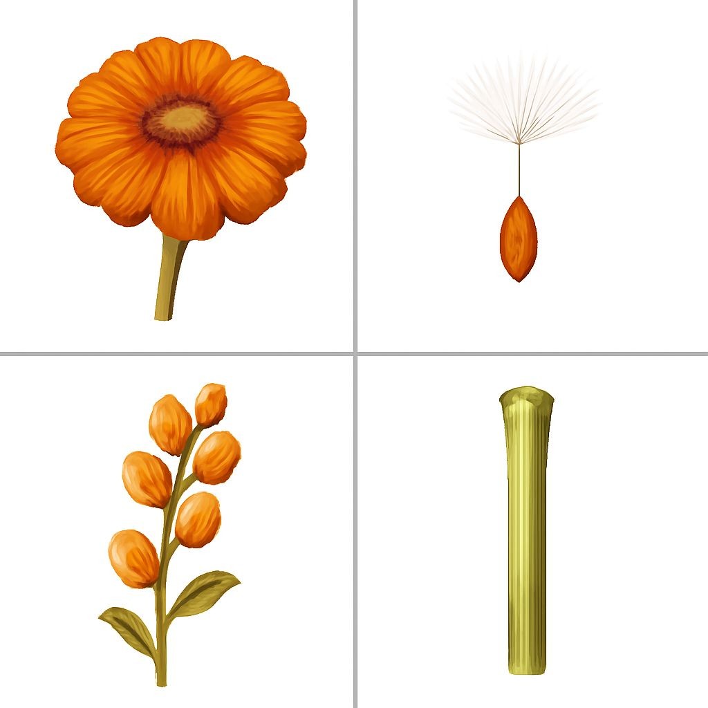 A 2x2 grid of realistic illustrations. Top-left: a dry brown 'basket' of Zinnia. Top-right: a small seed with a fluffy tuft (pappus). Bottom-left: brown seed pods arranged along a green stem (Snapdragon). Bottom-right: a straight, sturdy green flower stem. Plain white background.