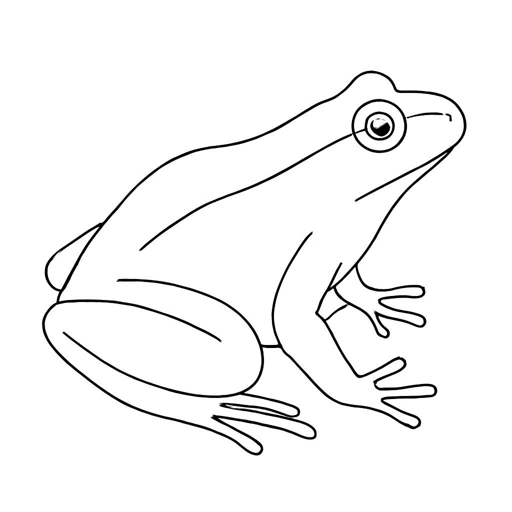 Контурный рисунок лягушки