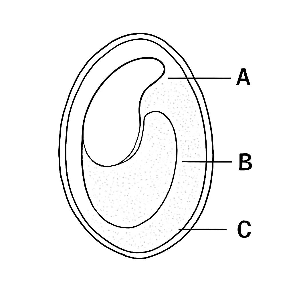 Контурный рисунок семени в разрезе с обозначениями A, B и C.