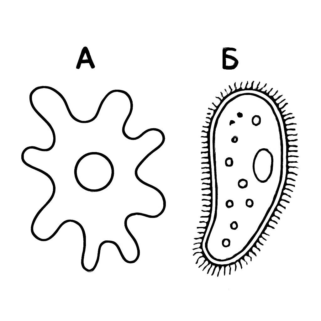 Две контурные схемы амёбы и инфузории-туфельки