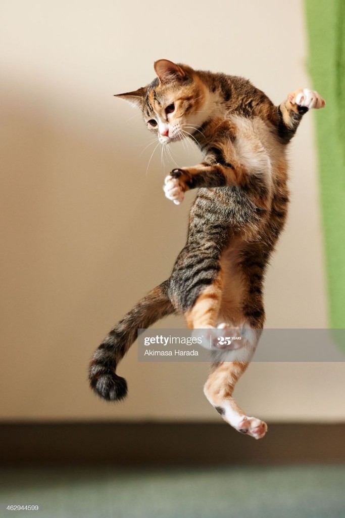 кот.2.jpg