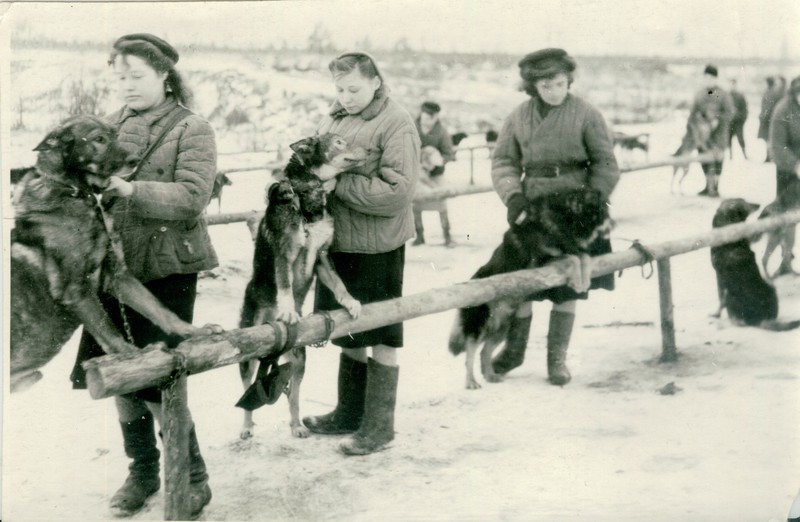 Собаки воренной саперной школы_eccyjbo.jpg