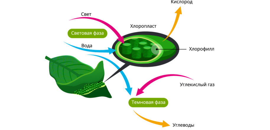Слайд 6 «Секреты питания» — иллюстрация к презентации «Одноклеточные водоросли» по биологии для 7 класса