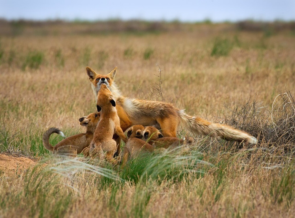Steppe_Family_by_Mashin_Rostislav.jpg