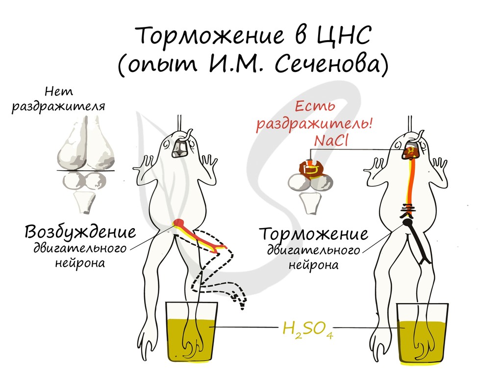 Слайд 6 «Опыты центрального торможения» — иллюстрация к презентации «Иван Михайлович Сеченов» по биологии для 10 класса
