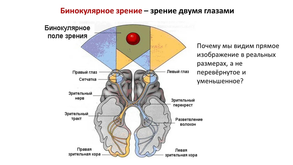 Слайд 6 «Виды зрения» — иллюстрация к презентации «Зрительный анализатор» по биологии для 9 класса