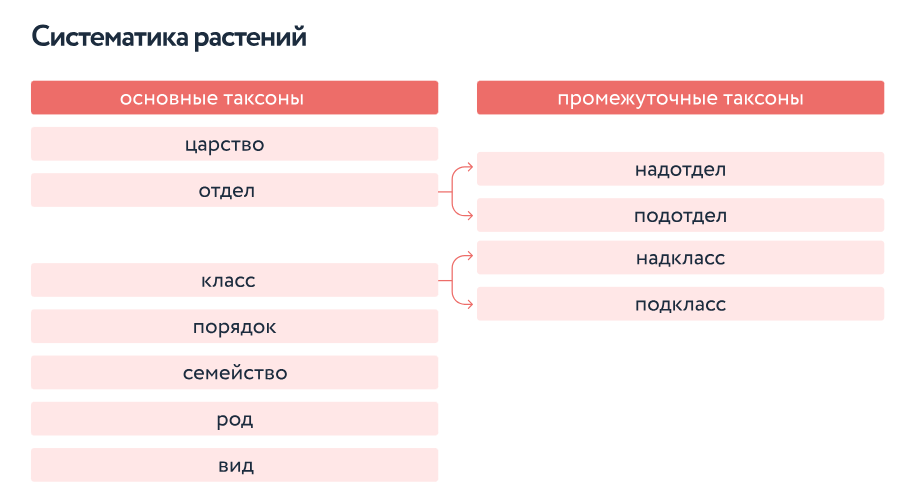Слайд 6 «Систематика растений» — иллюстрация к презентации «Введение в ботанику» по биологии для 6 класса