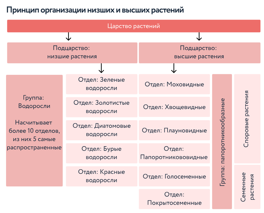 Слайд 7 «Царство растений» — иллюстрация к презентации «Введение в ботанику» по биологии для 6 класса