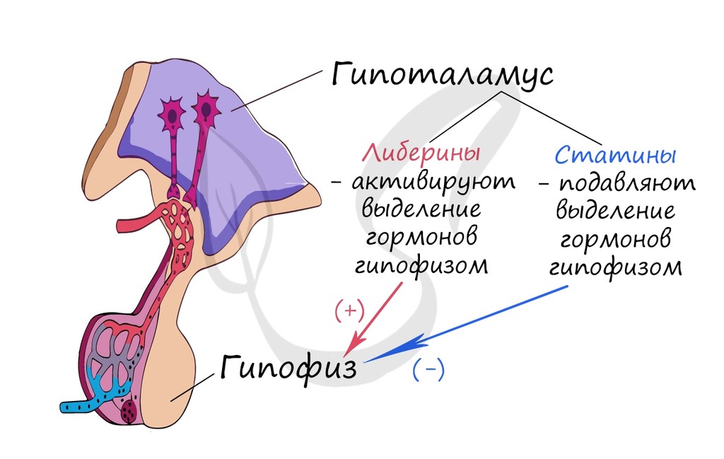 Слайд 10 — иллюстрация к презентации «Гуморальная регуляция и эндокринная система» по биологии для 11 класса