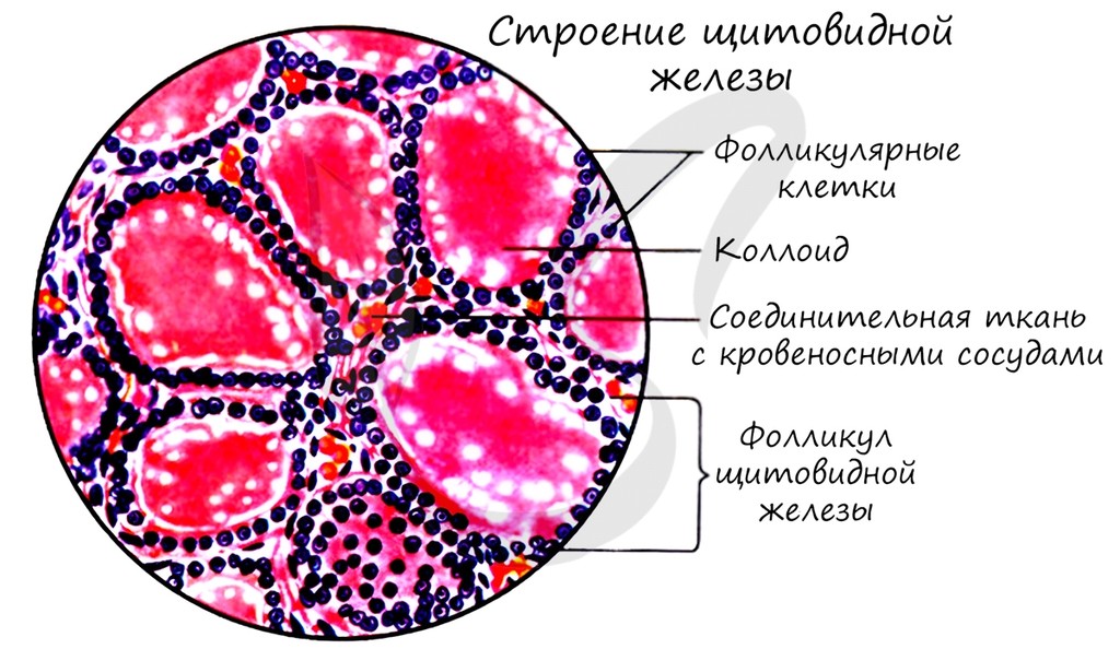 Слайд 19 «Структурно-функциональная единица щитовидной железы - фолликул.» — иллюстрация к презентации «Гуморальная регуляция и эндокринная система» по биологии для 11 класса