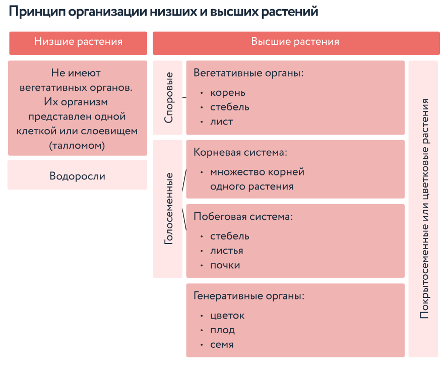 Слайд 8 «Особенности строения высших и низших растений» — иллюстрация к презентации «Введение в ботанику» по биологии для 6 класса