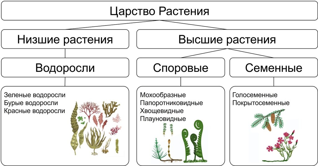 Слайд 9 «Систематика растений» — иллюстрация к презентации «Ботаника — наука о растениях» по биологии для 6 класса