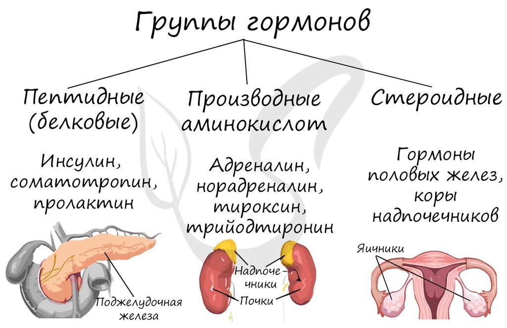 Слайд 7 — иллюстрация к презентации «Гуморальная регуляция и эндокринная система» по биологии для 11 класса