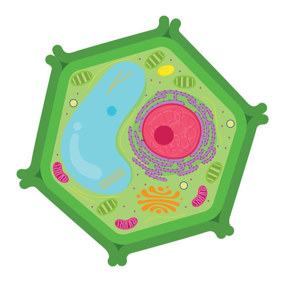 plant-cell-parts-and-functions-vector.jpg